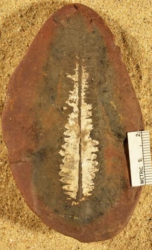 Pecopteris