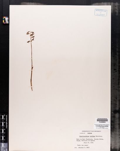 Corallorrhiza
