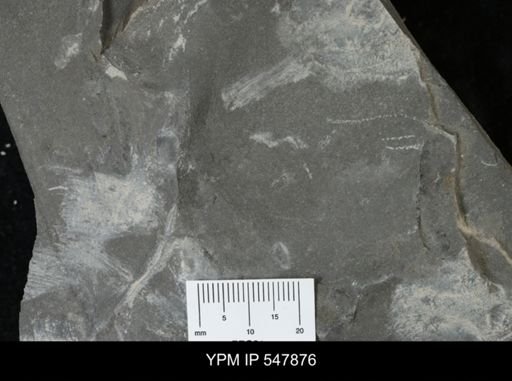 undet. Eurypterida