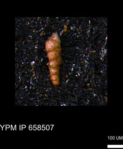 Verneuilinoides kansasensis