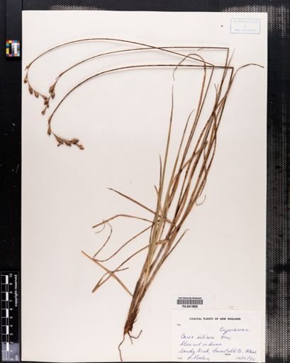 Carex silicea