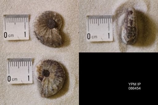 undet. Scaphitidae