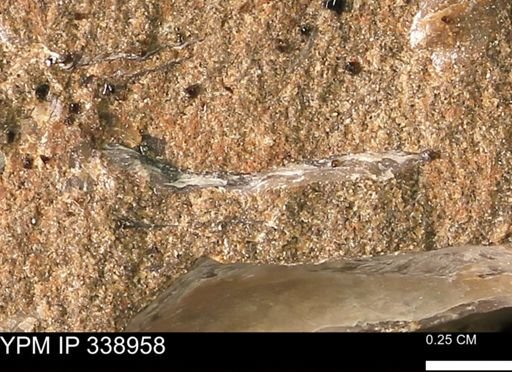 undet. Bivalvia