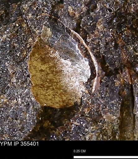 Limopsis sp.