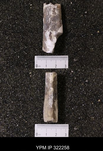 Baculites sp.