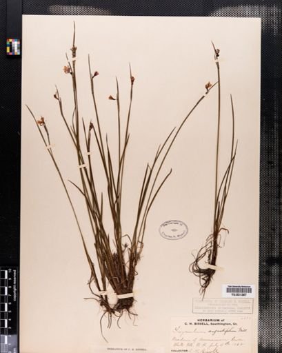 Sisyrinchium angustifolium