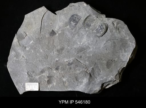 Eurypterus sp.