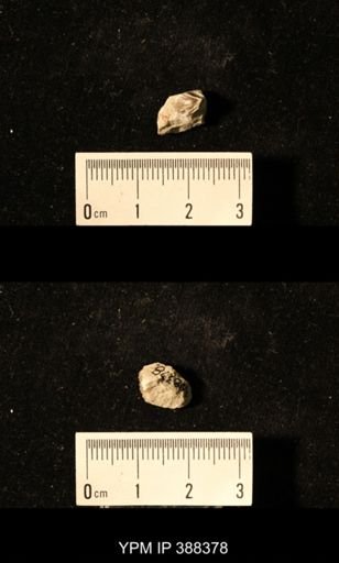 Spirifer cameratus?