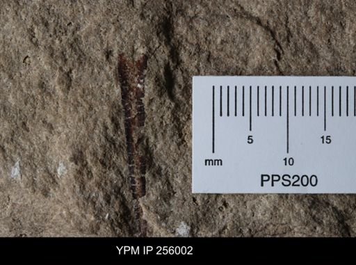 Eurypterida