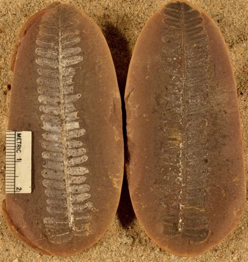 Pecopteris