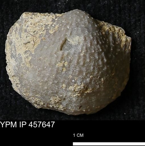 Helaspis sp.