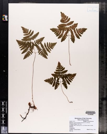 Gymnocarpium dryopteris