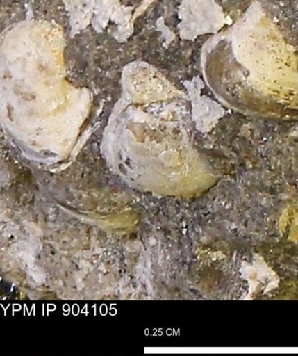 Protocardia sp.