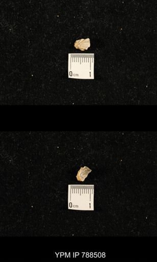 undet. Brachiopoda
