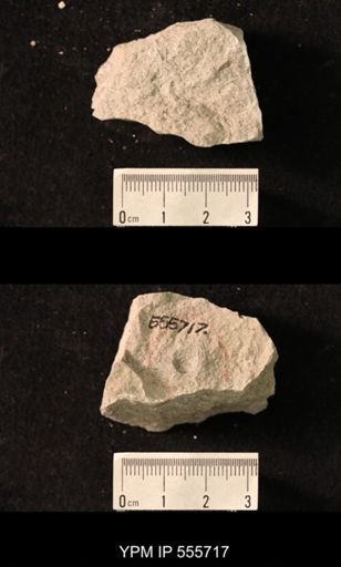 Productus pertenuis