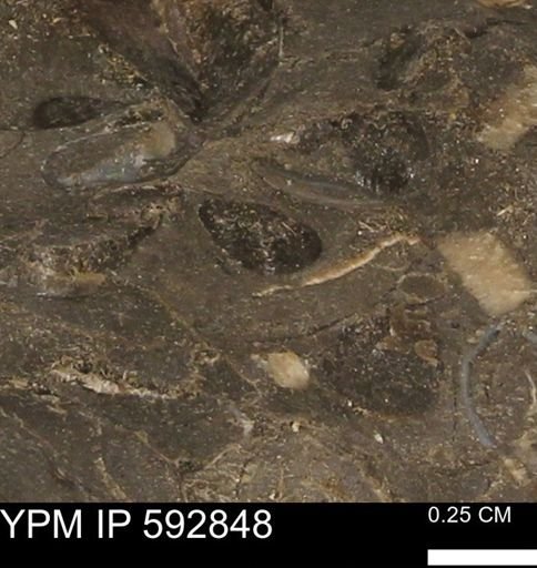 undet. Bivalvia