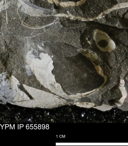 Limopsis striatopunctatus
