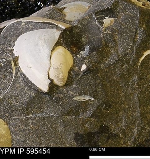 Protocardia sp.