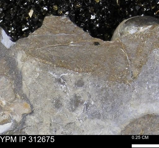 Phelopteria linguaeformis