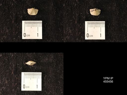 Platystrophia morrowensis