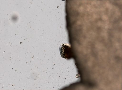 Euchlanis triquetra