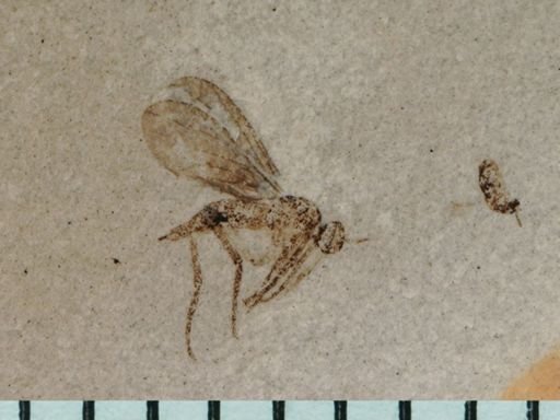 Hymenoptera?