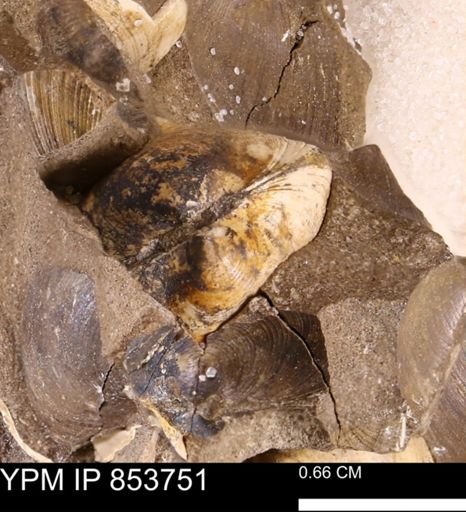 Limopsis striatopunctatus