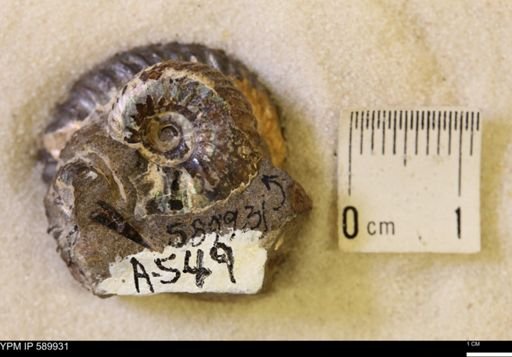 Jeletzkytes nebrascensis