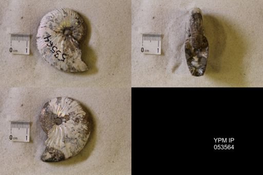 undet. Scaphitidae