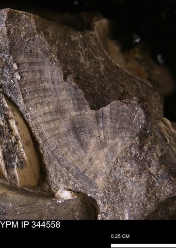 undet. Bivalvia