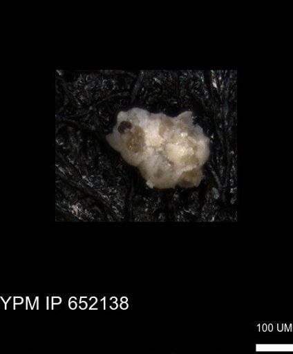 undet. Heterohelicidae