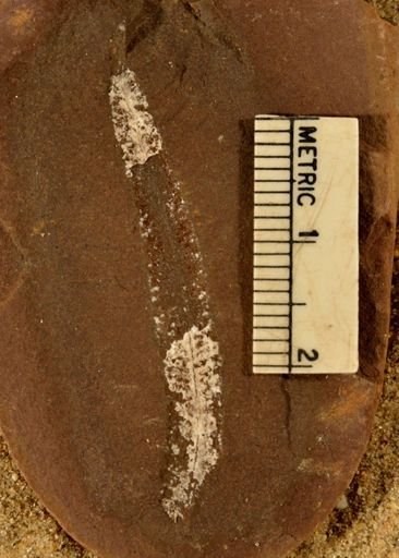 Pecopteris