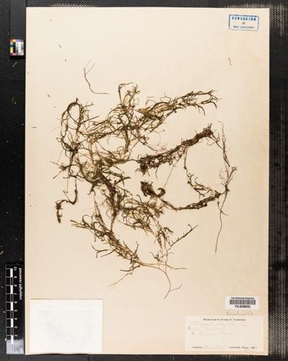 Potamogeton pusillus