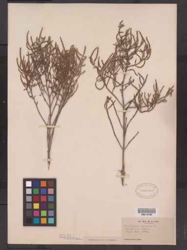 Salicornia europaea
