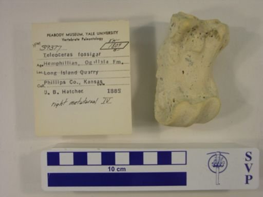 Teleoceras fossiger