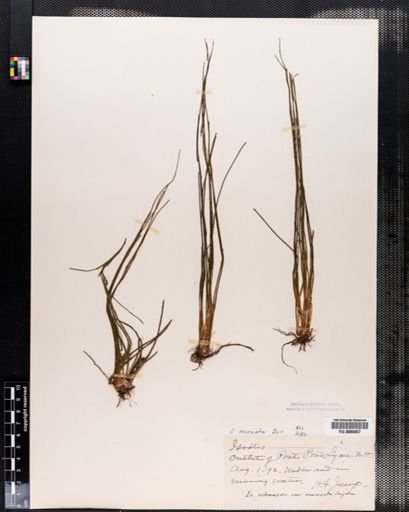 Isoetes muricata