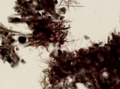 Artemisina arcigera