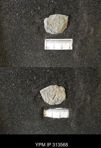 Inoceramus