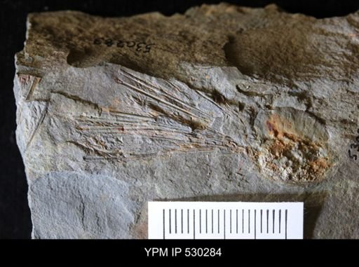 Brachiopoda