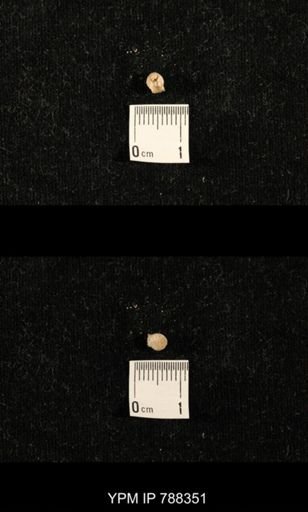taxon undetermined