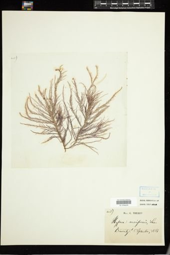 Hypnea musciformis