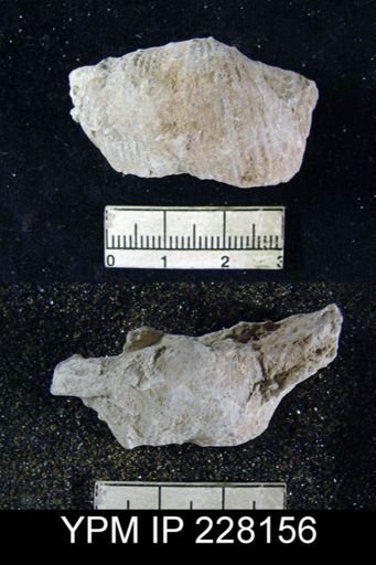 Dictyoclostus portlockianus var. crassicostatus