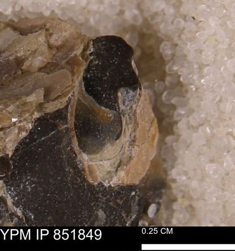 undet. Mollusca