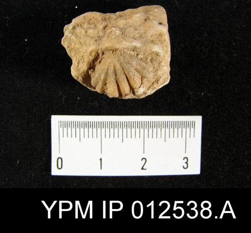 Pugnoides texanus
