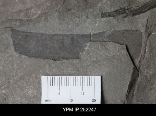 undet. Eurypterida