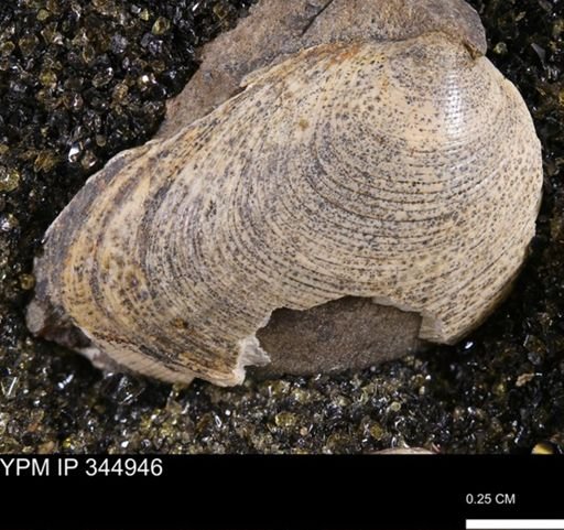 Limopsis striatopunctatus
