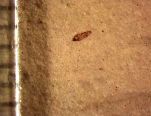 undet. Thysanoptera