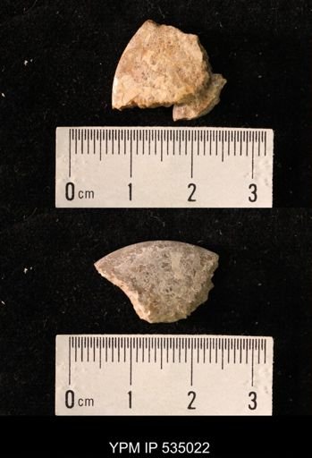 Placenticeras sp.