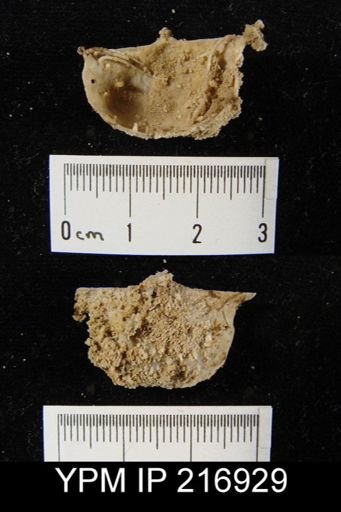 Costispinifera sp.