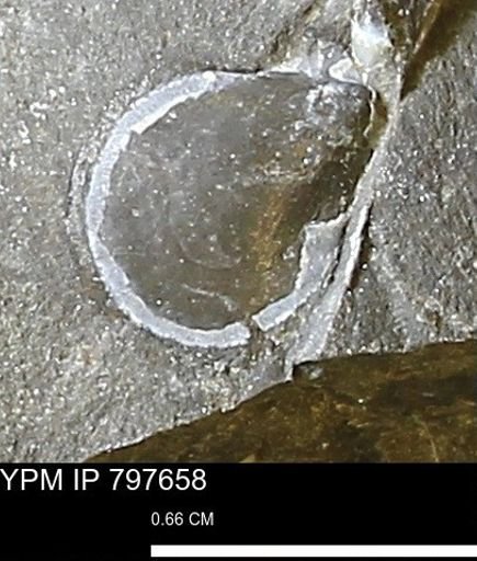 Phelopteria?